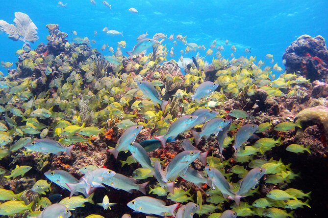 PADI Discover Scuba Diving for divers without certification - Who should choose this experience