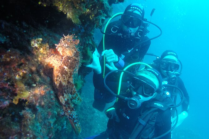 PADI Discover Scuba Diving in Dubrovnik - What you may see beneath Dubrovnik
