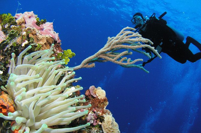 PADI Discover Scuba Diving in Playa del Carmen - The shallow pool session is useful, but brief