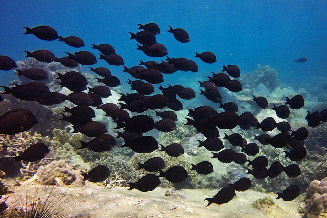 PADI Discover Scuba Diving - introduction program for beginners - Lunch, snacks, and the long ride back