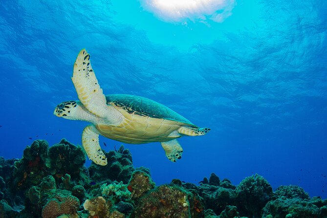PADI Discover Scuba Diving Program in the Riviera Maya - Why the small group size matters