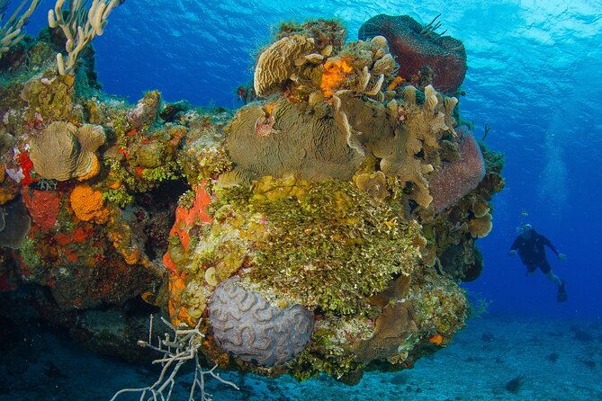 PADI Discover Scuba Diving Program in the Riviera Maya - Getting to Pro Dive International