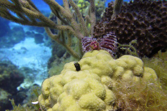 PADI Discover Scuba Diving Program in the Riviera Maya - Is the $126 price a good value?