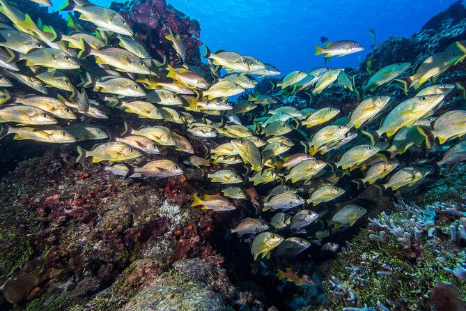 PADI Discover Scuba Diving Program in the Riviera Maya - What first-timers should know before booking