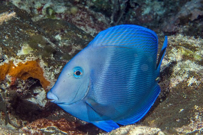 PADI Discover Scuba Diving Tour in Cozumel - Who should book this outing