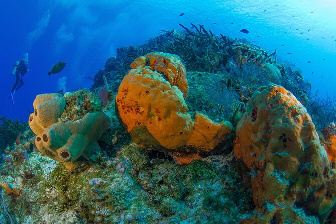 PADI Discover Scuba Diving Tour in Cozumel - Cancellation and booking protection