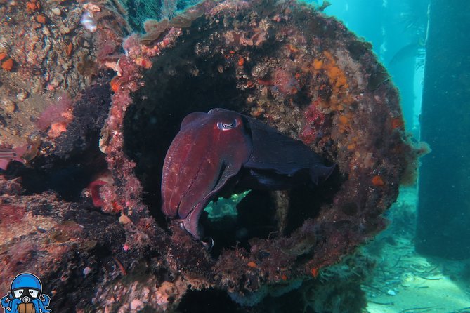 PADI Open Water Course - Three days from pool practice to Rottnest reefs