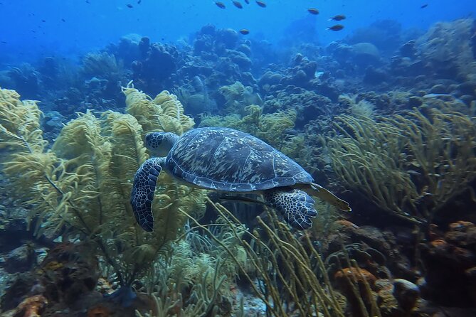 PADI Open Water Course in 3 days - Why Curaçao works well for a first PADI course
