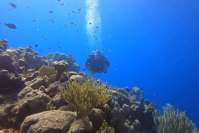PADI Open Water Course in 3 days - Days two and three: building skill while seeing Curaçao’s reefs