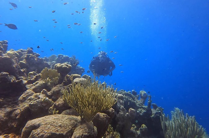 PADI Open Water Course in 3 days - The final 60-foot session is a real step up