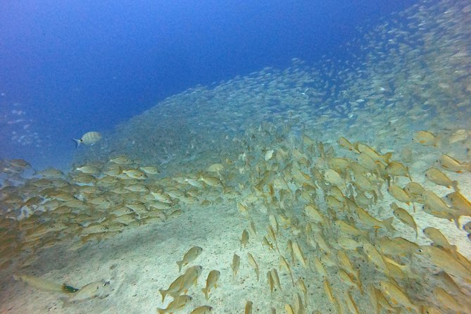 PADI Open Water Course in Costa Adeje - A course that can fit around your holiday