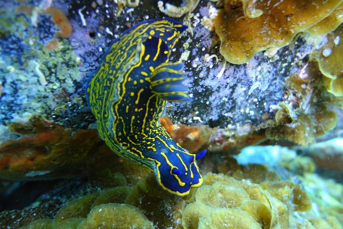PADI Open Water Course in Costa Adeje - Booking, cancellation, and practical cautions