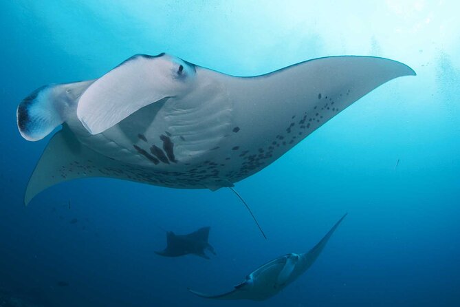 PADI Open water Course in Lembongan - Get certified & dive anywhere in the world - Is $425 a fair price?