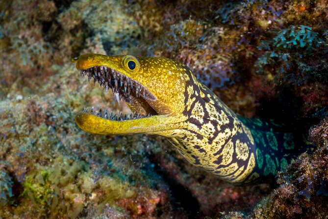 PADI Open Water course in Playa de las Americas - Day one: calm water and basic skills