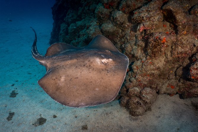 PADI Open Water course in Playa de las Americas - Days two and three: four open-water sessions