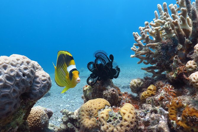 PADI Open Water Diver Course - 5 Days Scuba Diving - Six open-water sessions along Eilat’s coral reef