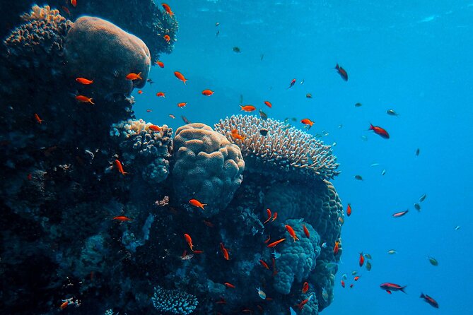 PADI Open Water Diver Course | For beginners - Hon Mun Island: four sessions in open water