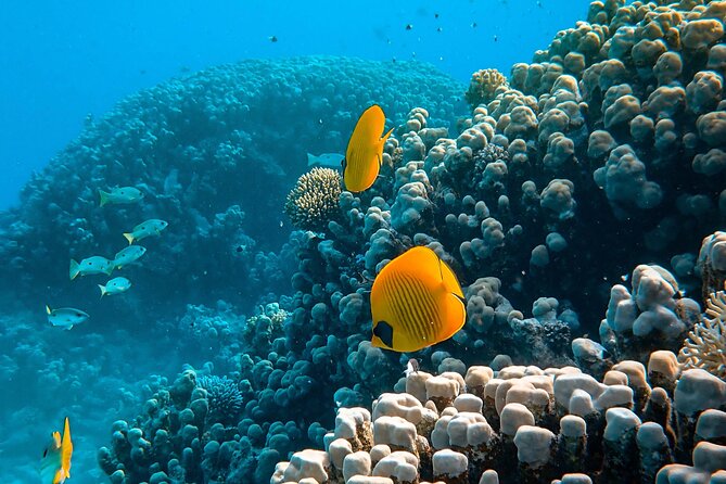PADI Open Water Diver Course | For beginners - A practical look at timing and group size