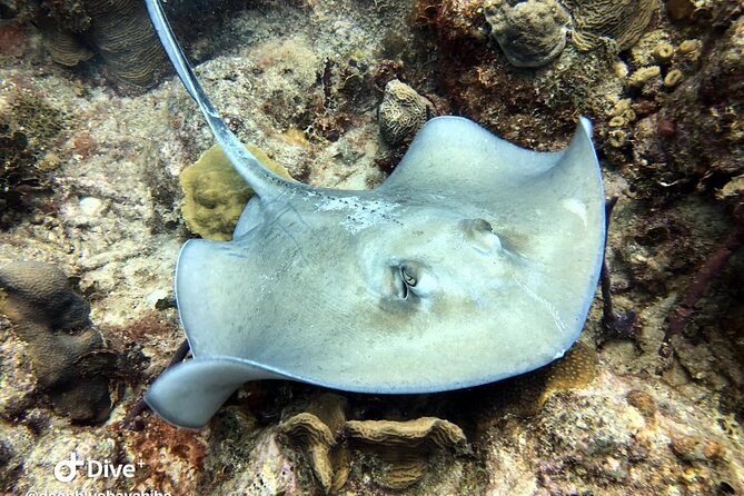 PADI Open Water Diver Course in Bayahibe - Learning the gear before entering the sea