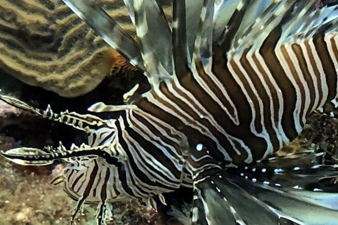 PADI Open Water Diver Course in Bayahibe - Why the small group matters