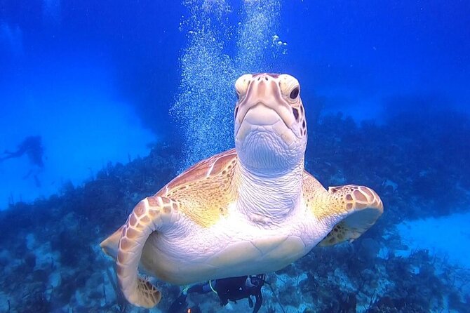 PADI Open Water Diver Course in Bayahibe - The swim assessment is a real requirement