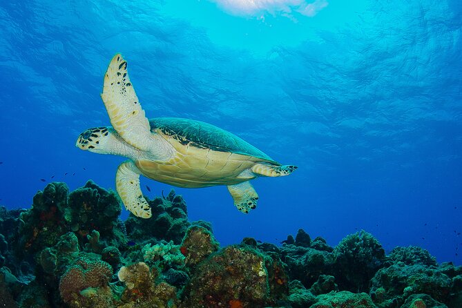 PADI Open Water Diver Course in the Riviera Maya - The $602 price and the extra charges