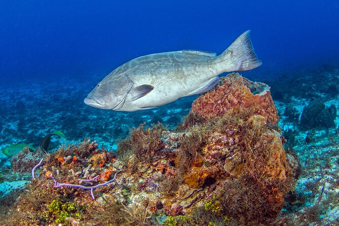 PADI Open Water Diver Course in the Riviera Maya - Day two and beyond: four boat outings near Cozumel