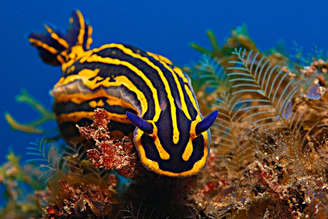 PADI Open Water Diver Course (OWD) - 2.5 days - What the price includes, and what it does not promise