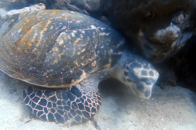 Padi open water diver course (Start at Ko Kut) - Day one: theory and beach skills