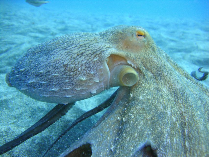 PADI Open Water Diving Course Tenerife - Key points to know before booking