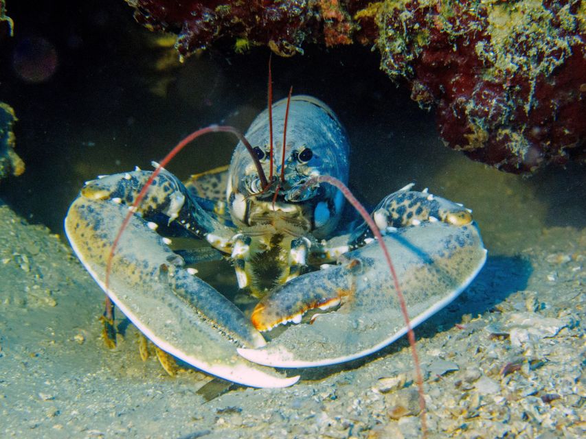 PADI Open Water Diving Course Tenerife - What the PADI certification allows