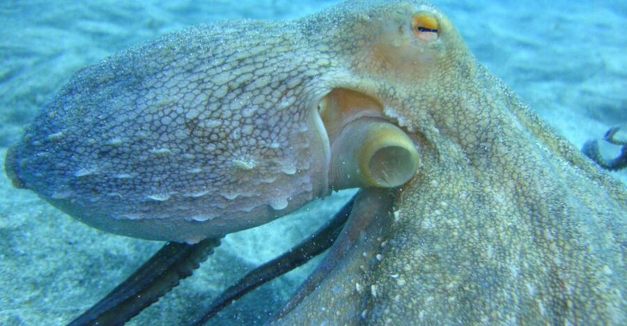 PADI Open Water Diving Course Tenerife - What the $494 price really covers