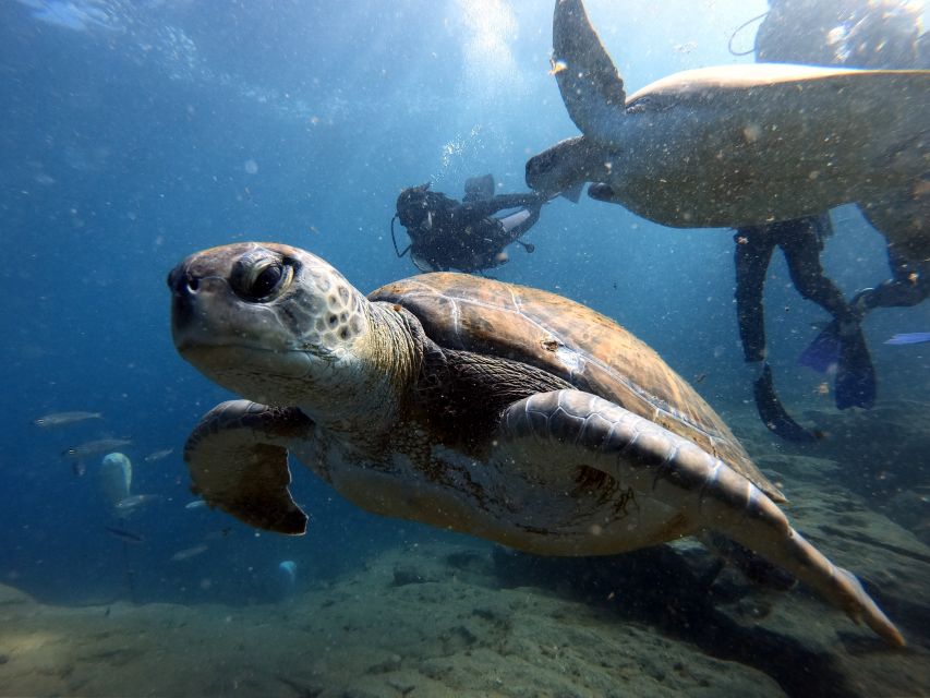 PADI Open Water Diving Course Tenerife - Pickup, timing, and what to bring