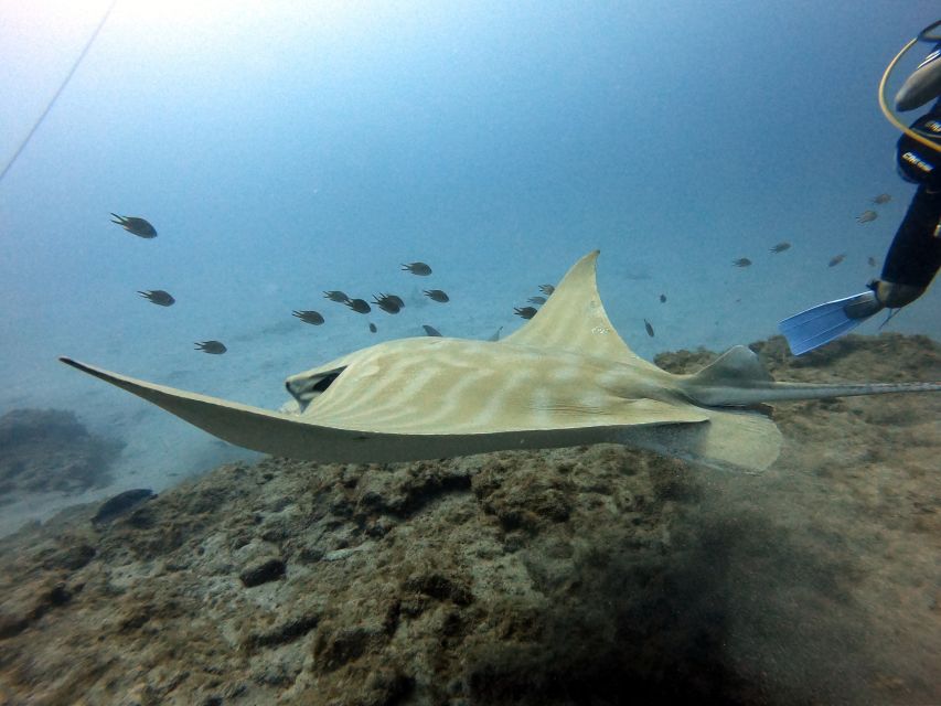 PADI Open Water Diving Course Tenerife - Who should take this course?