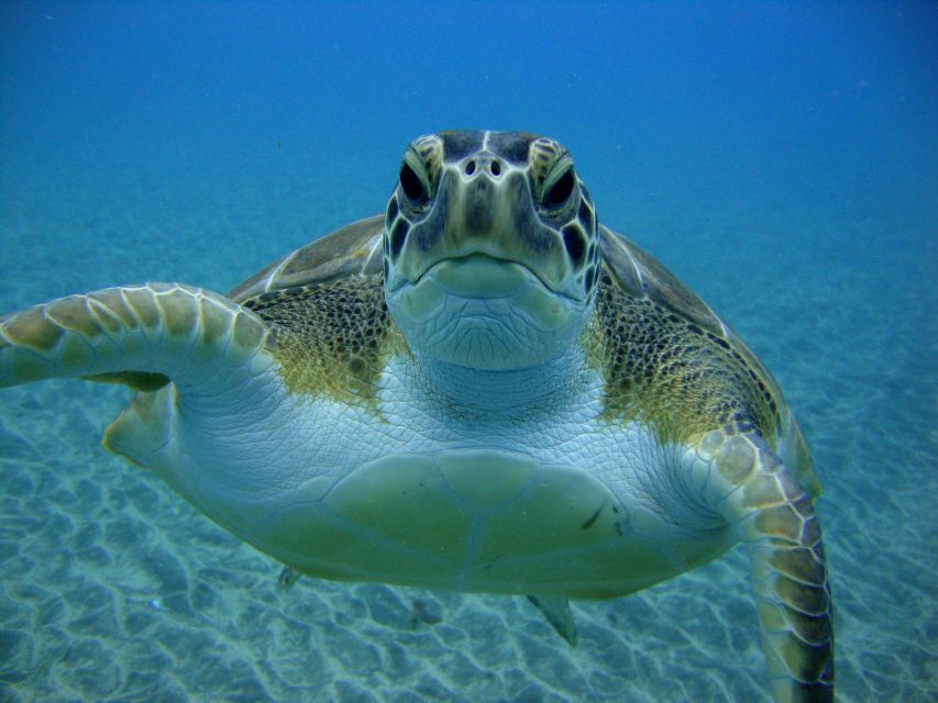 PADI Open Water Diving Course Tenerife - Bay practice before the open-water sessions