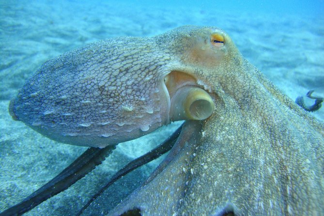PADI Scuba Dive Course in Costa Adeje - Two underwater sessions, not a full certification