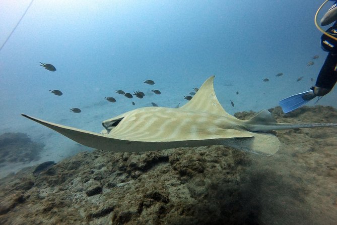 PADI Scuba Dive Course in Costa Adeje - Why the small group size matters