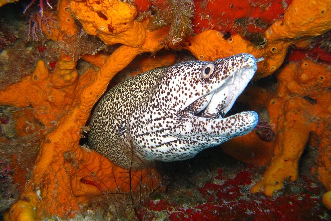 PADI Scuba Dive Course in Costa Adeje - Equipment and what is included
