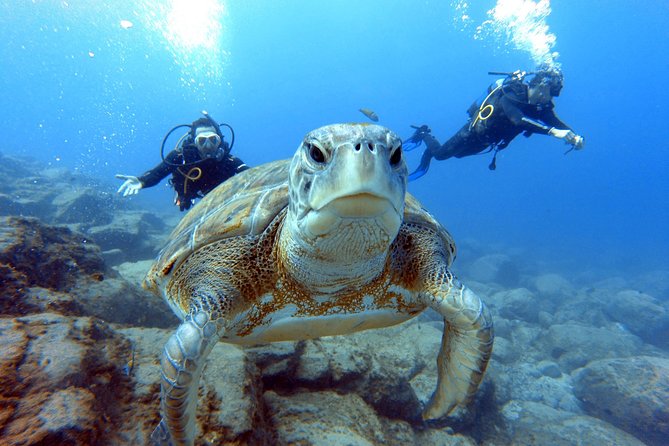 PADI Scuba Dive Course in Costa Adeje - Is $300.67 a fair price?
