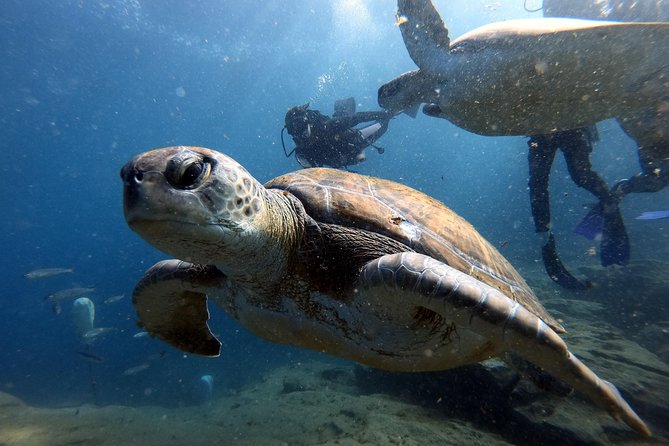 PADI Scuba Dive Course in Costa Adeje - A professional and friendly teaching atmosphere