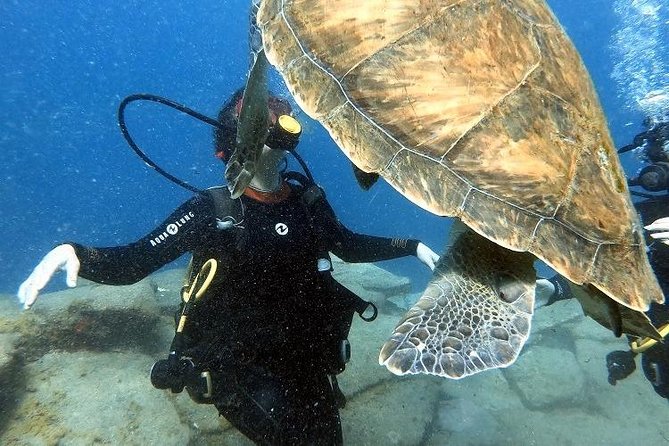 PADI Scuba Dive Course in Costa Adeje - The underwater setting near Costa Adeje