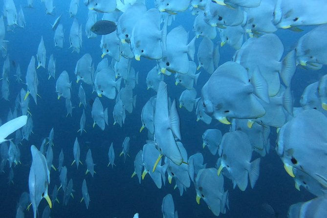 PADI Scuba Diver Course in Koh Phangan - Key points to know before booking