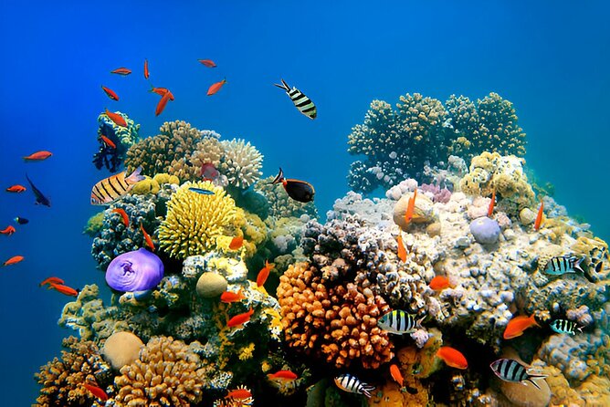 PADI Scuba Diver (PSD) - Two open-water descents in the Red Sea