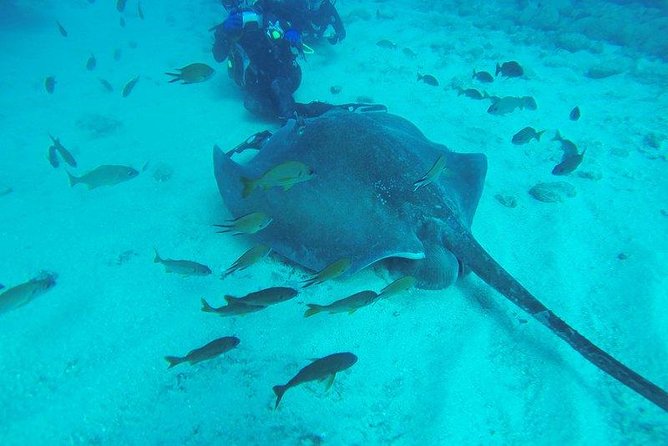 PADI Scuba Diving Courses in Tenerife: All Specialities Until Divemaster - Starting with Tenerife’s west coast