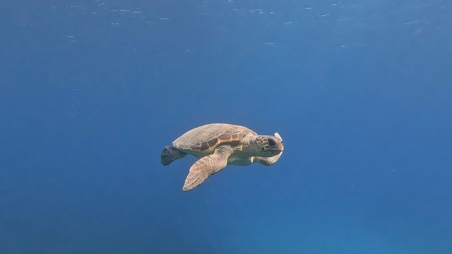 PADI Scuba Diving Program for Beginners in Peloponesse - Who will get the most from this experience
