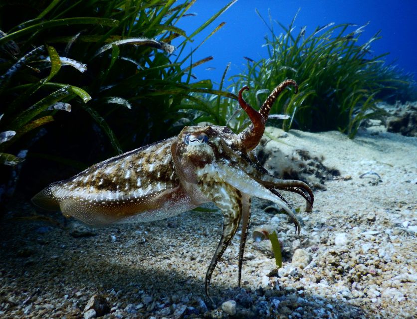 PADI Scuba Diving Program for Beginners in Peloponesse - What the $117 price really covers