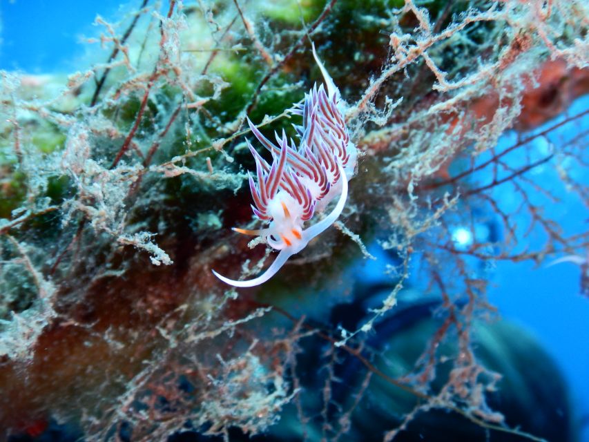 PADI Scuba Diving Program for Beginners in Peloponesse - Guides, group size, and the feel of the lesson