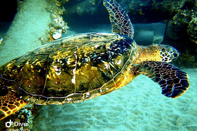 PADI Scuba Lesson and Shore Dive in Maui - Weather, cancellations, and practical cautions