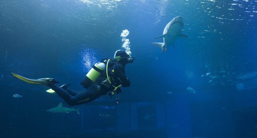 Palma de Mallorca: Shark Dive at Palma Aquarium - Key points to know