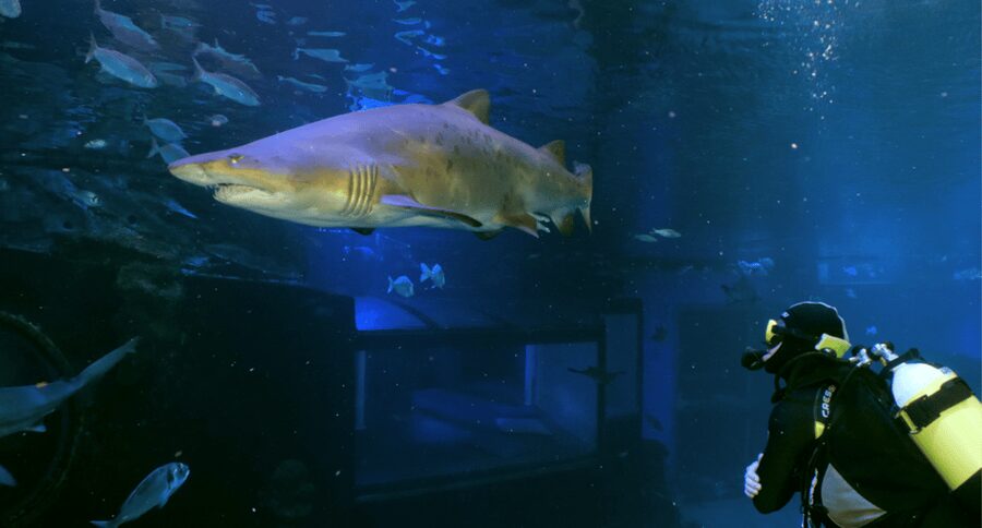 Palma de Mallorca: Shark Dive at Palma Aquarium - Meeting the sharks in Palma Aquarium’s Big Blue